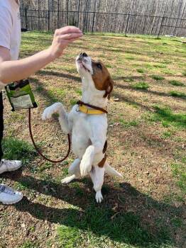 Hound Dogs Available for Adoption - Lilly | PetCurious