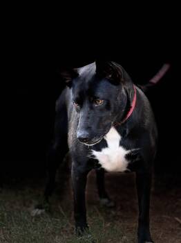 Zany -  American Staffordshire Terrier and Australian Cattle Dog Blue Heeler Dog for Adoption in Thibodaux, Louisiana - Zany | PetCurious