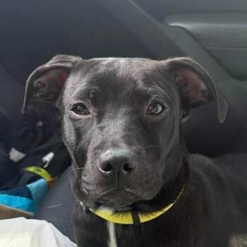 Dakota (20260814-01) -  Black Labrador Retriever Dog for Adoption in Niagara Falls, Ontario - Dakota (20260814-01) | PetCurious