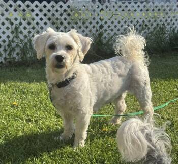 Havanese Dogs Available for Adoption in Decorah, Iowa - Salsa | PetCurious