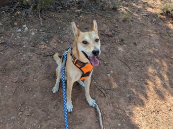 Gemini -  Mixed Breed Dog for Adoption in Durango, Colorado - Gemini | PetCurious