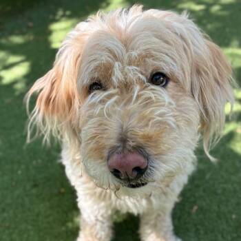 Ray -  Golden Retriever and Poodle Dog for Adoption in Providence, Rhode Island - Ray | PetCurious