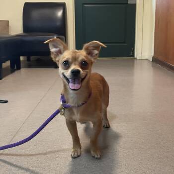 Hank -  Chihuahua Dog for Adoption in Pasadena, California - Hank | PetCurious