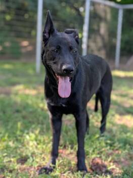 German Shepherd Dog Dogs Available for Adoption in Sacramento, California - MINA | PetCurious
