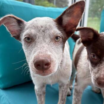 Pop -  Australian Cattle Dog Blue Heeler Dog for Adoption in West Des Moines, Iowa - Pop | PetCurious