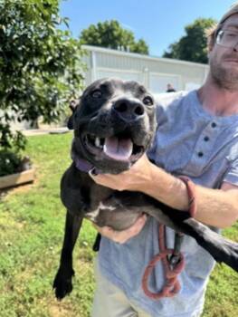 Frankfort -  Mixed Breed Dog for Adoption in Terre Haute, Indiana - Frankfort | PetCurious