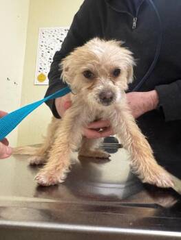 Maltese Dogs Available for Adoption in Fremont, California - COKY | PetCurious