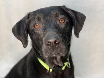 Duke -  Labrador Retriever and German Shepherd Dog Dog for Adoption in Portland, Oregon - Duke | PetCurious
