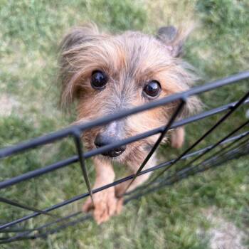 Harriet -  Yorkshire Terrier and Dachshund Dog for Adoption in Riverdale, Iowa - Harriet | PetCurious