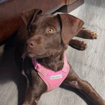 Mixed Breed Dogs Available for Adoption in Dover, New Hampshire - Winter | PetCurious
