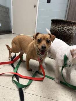 Brownie Brittle -  Chihuahua and Mixed Breed Dog for Adoption in Lowell, Massachusetts - Brownie Brittle | PetCurious