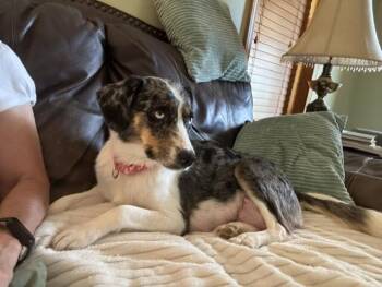 Marshmallow -  Australian Shepherd Dog for Adoption in Maryville, Tennessee - Marshmallow | PetCurious