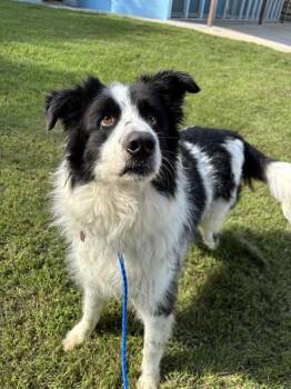 Border Collie and Mixed Breed Dogs Available for Adoption in Killeen, Texas - MARBLES | PetCurious