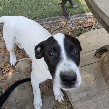 Silas Success -  Australian Cattle Dog Blue Heeler and Black Labrador Retriever Dog for Adoption in Andover, Massachusetts - Silas Success | PetCurious