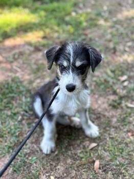 Goldendoodle and Husky Dogs Available for Adoption in Aiken, South Carolina - Jet | PetCurious