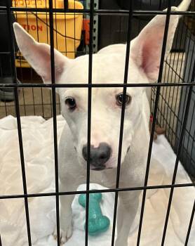 Emmy -  Mixed Breed Dog for Adoption in Parma, Ohio - Emmy | PetCurious