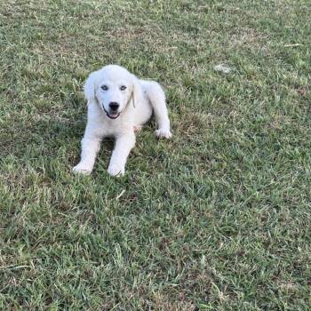 Bruce -  Great Pyrenees Dog for Adoption in Fort Collins, Colorado - Bruce | PetCurious