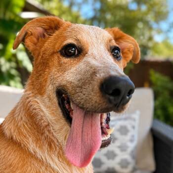Robbie - Smart, Sweet, Affectionate, Velcro pup - 6 months old 3 -  Australian Cattle Dog Blue Heeler and Cattle Dog Dog for Adoption in Houston, Texas - Robbie - Smart, Sweet, Affectionate, Velcro Pup - 6 Months Old 3 | PetCurious