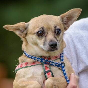 Sabrina -  Chihuahua Dog for Adoption in Lambertville, New Jersey - Sabrina | PetCurious