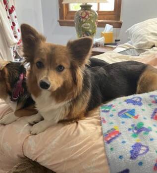 Fiona -  Corgi Dog for Adoption in Thornton, Colorado - Fiona | PetCurious