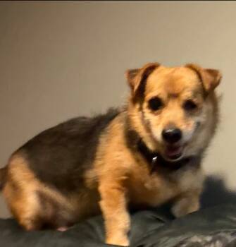 Terrier and Mixed Breed Dogs Available for Adoption in Huntington, New York - Louis Available Soon | PetCurious