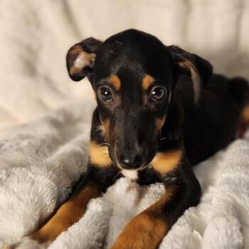 Terrier and Miniature Schnauzer Dogs Available for Adoption - Cody LB | PetCurious