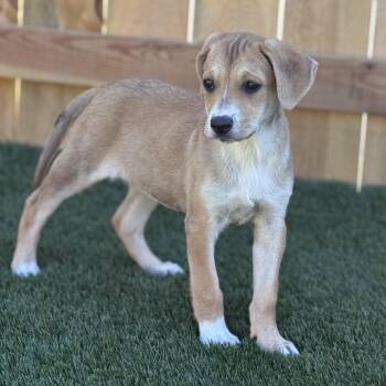 Hannah -  Hound Dog for Adoption in La Grange, Kentucky - Hannah | PetCurious