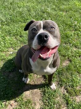 Oink -  Mixed Breed Dog for Adoption in Mishawaka, Indiana - Oink | PetCurious