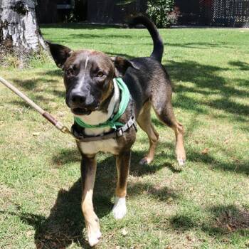 Miller -  Shepherd Dog for Adoption in Oakland, California - Miller | PetCurious