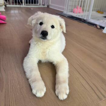 Pebble -  Great Pyrenees and Mixed Breed Dog for Adoption in Durham, North Carolina - Pebble | PetCurious