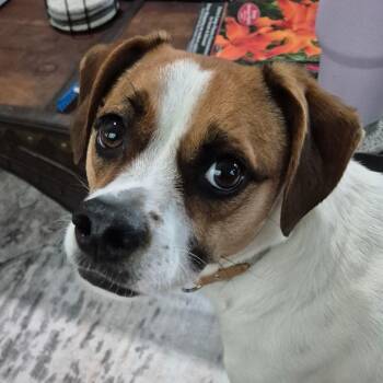 Jamison -  Terrier Dog for Adoption in Brewton, Alabama - Jamison | PetCurious