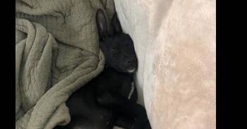 Pepe -  Labrador Retriever Dog for Adoption in Denver, Colorado - Pepe | PetCurious