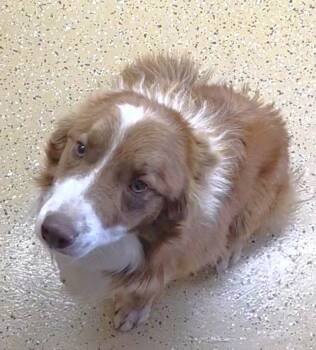 Border Collie Dogs Available for Adoption in Winter Park, Colorado - Willy | PetCurious