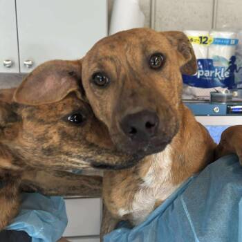 Rescue Mixed Breed Dogs for Adoption in Huntington, West Virginia - Springsteen | PetCurious