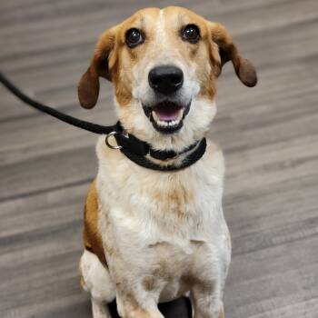 Rescue Mixed Breed Dogs for Adoption in Sarasota, Florida - David | PetCurious