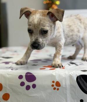 Prince Charming -  Australian Cattle Dog Blue Heeler Dog for Adoption in Tacoma, Washington - Prince Charming | PetCurious