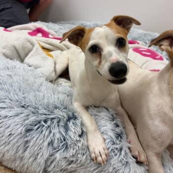 Tom -  Jack Russell Terrier Dog for Adoption in Titusville, Florida - Tom | PetCurious
