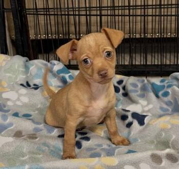 Rice Krispie -  Chihuahua and Pomeranian Dog for Adoption in Kings Mountain, North Carolina - Rice Krispie | PetCurious