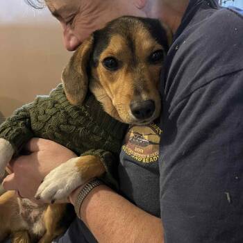 Rescue Beagle Dogs for Adoption in Avon, Ohio - Daisy | PetCurious