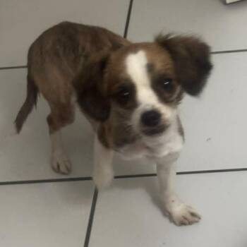 Amaralina -  Chihuahua and Beagle Dog for Adoption in West Miami, Florida - Amaralina | PetCurious