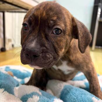 Rhett -  Hound and Mixed Breed Dog for Adoption in Pinellas Park, Florida - Rhett | PetCurious