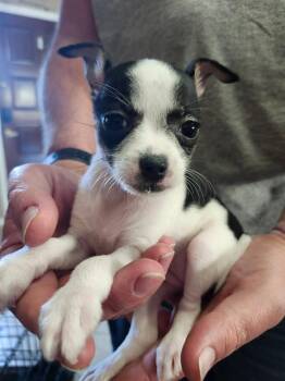 Brittany -  Chihuahua Dog for Adoption in Mesa, Arizona - Brittany | PetCurious