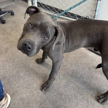 110229 -  Mixed Breed Dog for Adoption in Las Cruces, New Mexico - 110229 | PetCurious