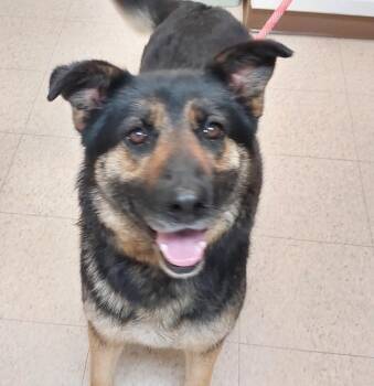 German Shepherd Dog Dogs Available for Adoption in Mocksville, North Carolina - Sapphire | PetCurious