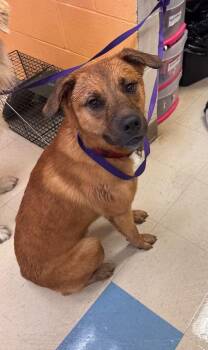Duke -  Mixed Breed Dog for Adoption in Clarksville, Tennessee - Duke | PetCurious