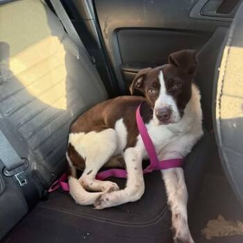 Rescue Spaniel and Australian Shepherd Dogs for Adoption in Shinnston, West Virginia - Ralphie | PetCurious