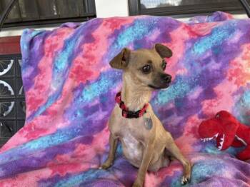 Naranchita -  Chihuahua Dog for Adoption in Memphis, Tennessee - Naranchita | PetCurious