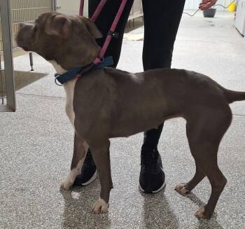 Mixed Breed Dogs Available for Adoption in Muskegon, Michigan - Tansi | PetCurious