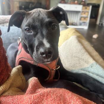 Angel -  Labrador Retriever and Pit Bull Terrier Dog for Adoption in Kannapolis, North Carolina - Angel | PetCurious