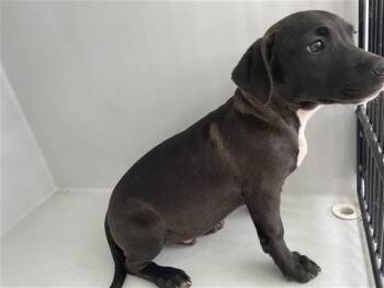 Labrador Retriever Dogs Available for Adoption in Houston, Texas - A655482 | PetCurious